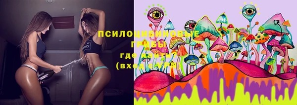 PSILOCYBIN Михайлов